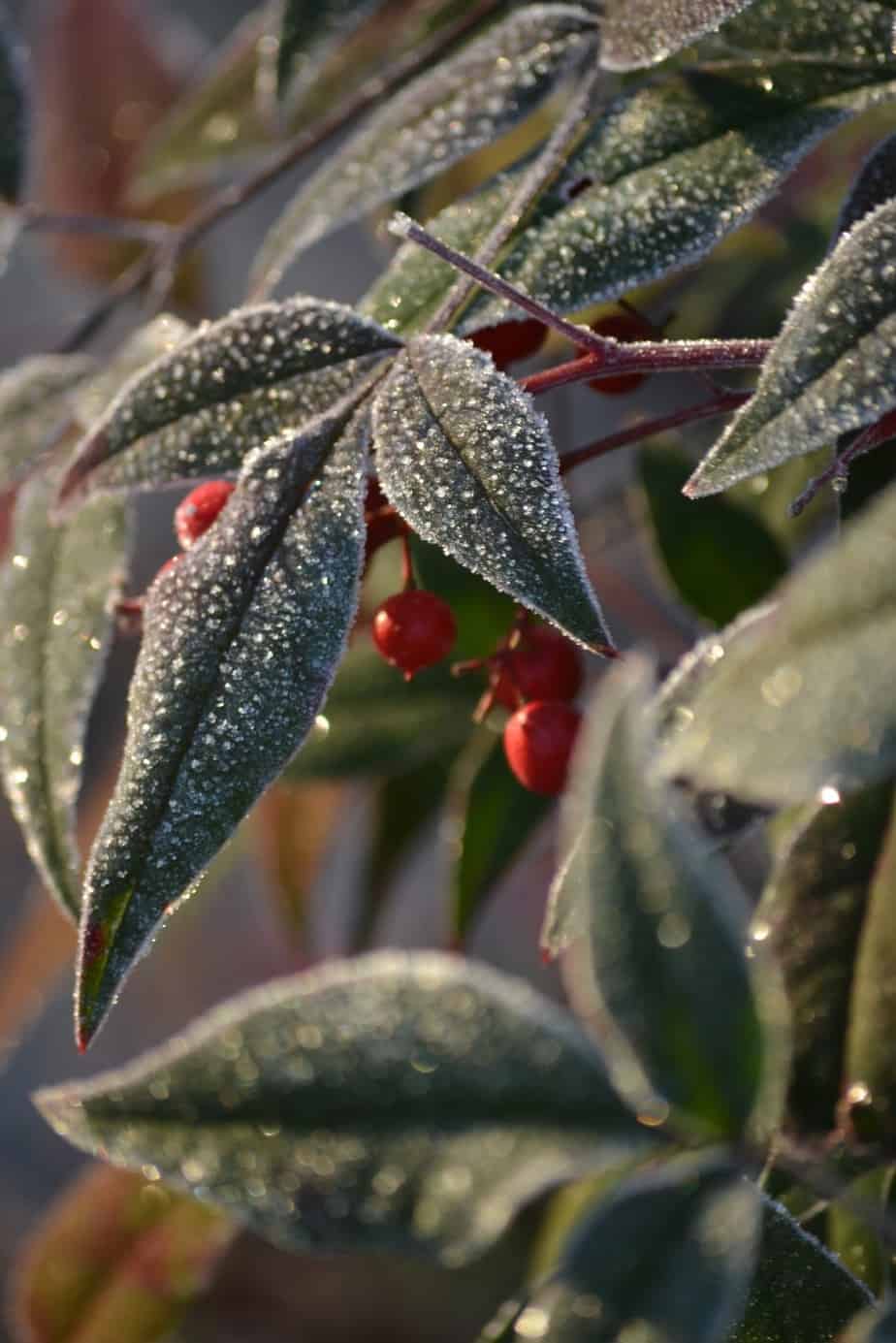 Chilly and frosty.  A few postcards of the gorgeous winter frost.
