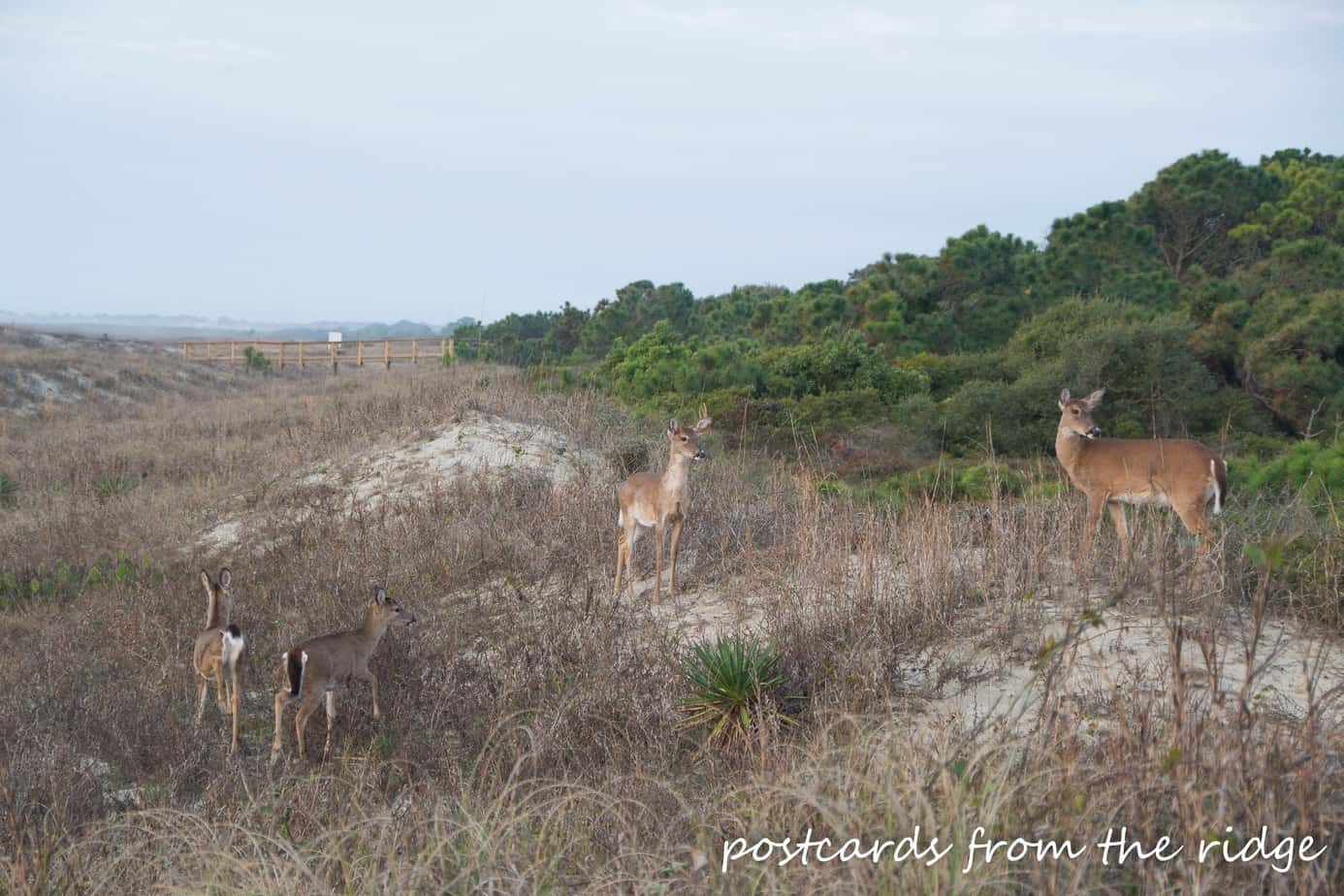 Deer grazing on the dunes at Kiawah Island, SC. Postcards from the Ridge.