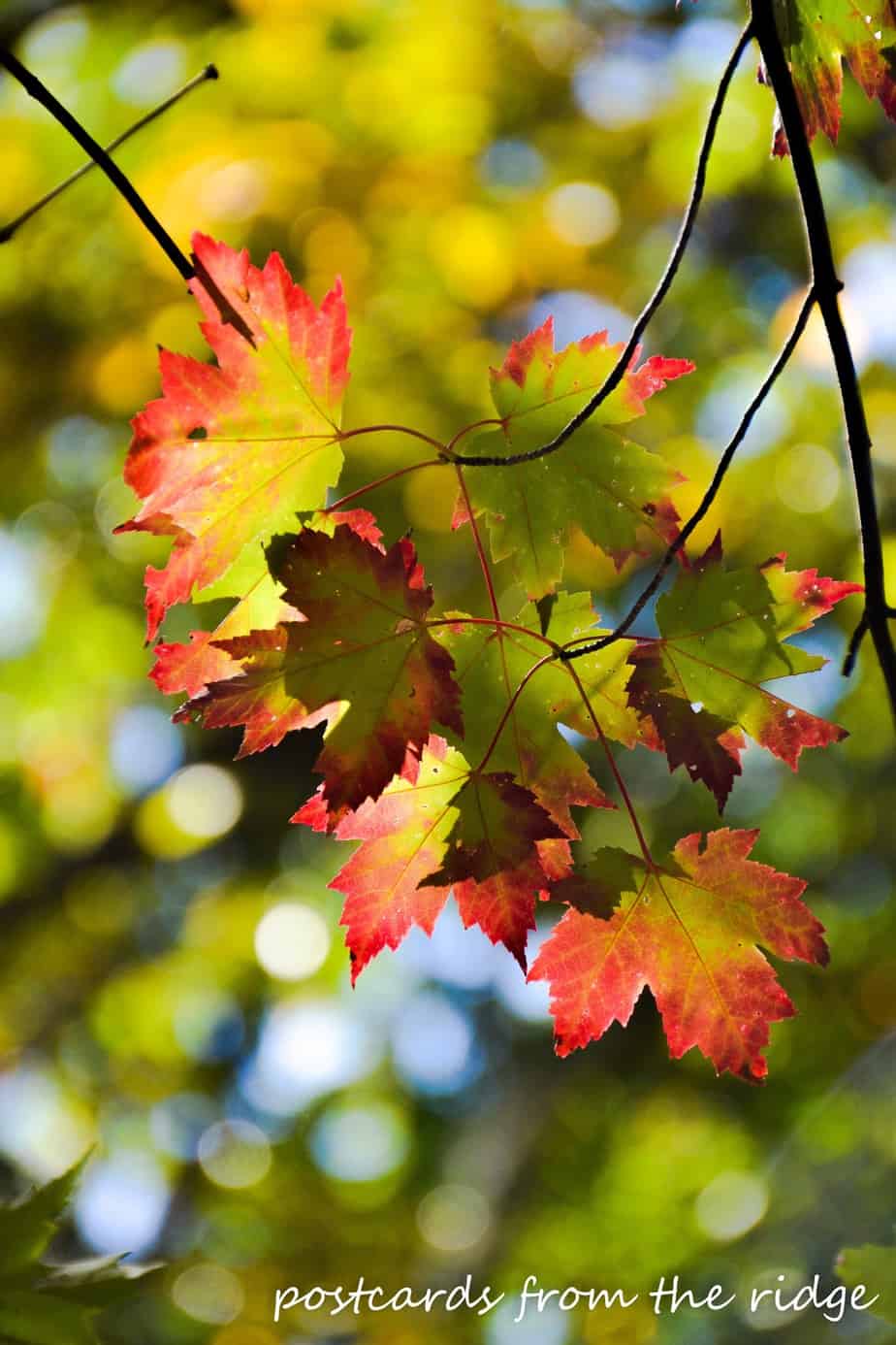 Autumn in Asheville and the Blue Ridge Mountains