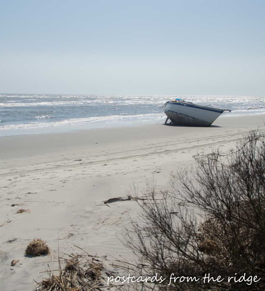 How to Spot a Sand Dollar on the Beach - Kiawah Island Getaways