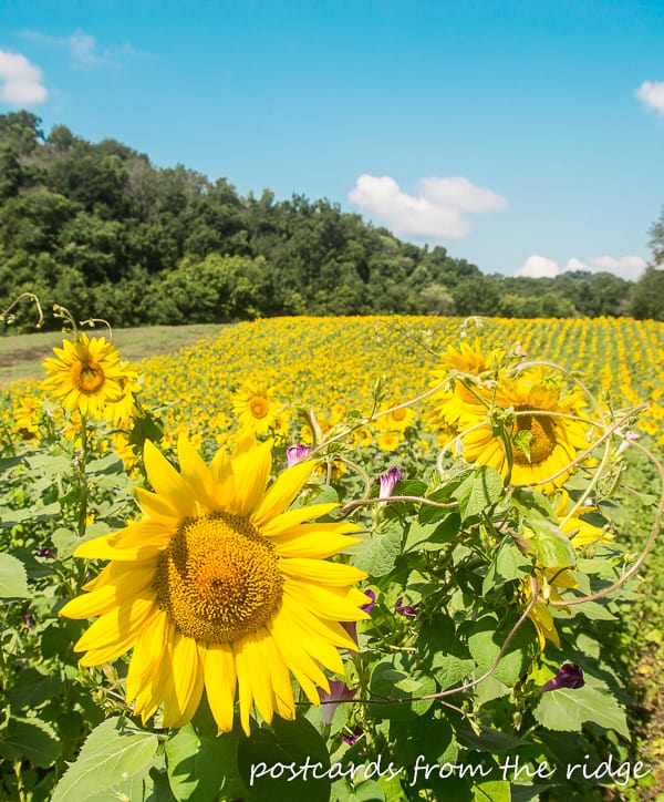 Rows of sunflowers in east Tennessee. So dreamy!