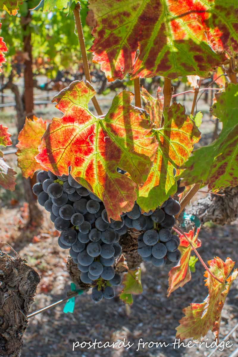 So gorgeous! Cabnernet grapes, Napa County, California