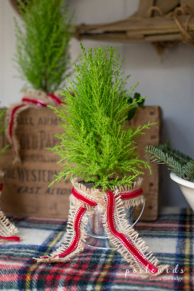 Love the little trees! Many other pretty ideas for Christmas porch decorating on this site.