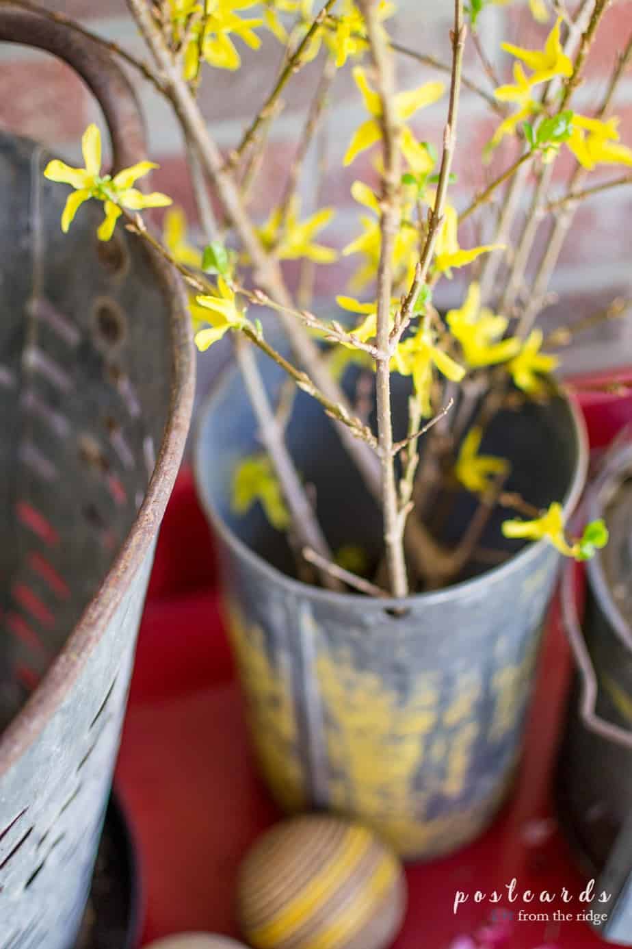 forsythia branches in a vintage sap bucket