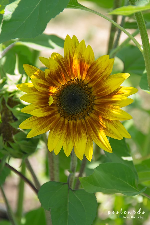 Gorge White House Sunflower