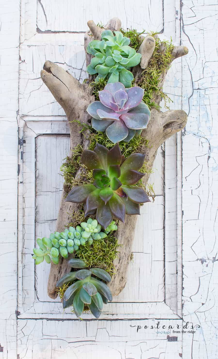 DIY driftwood succulent planter