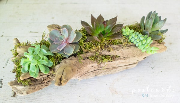 piece of driftwood used as planter for succulents