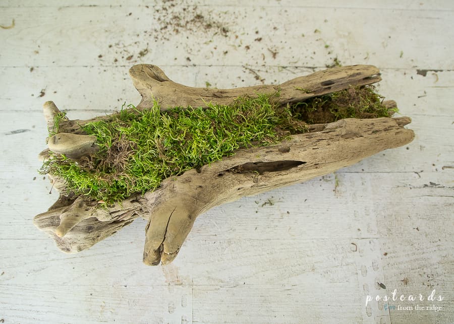 moss on driftwood