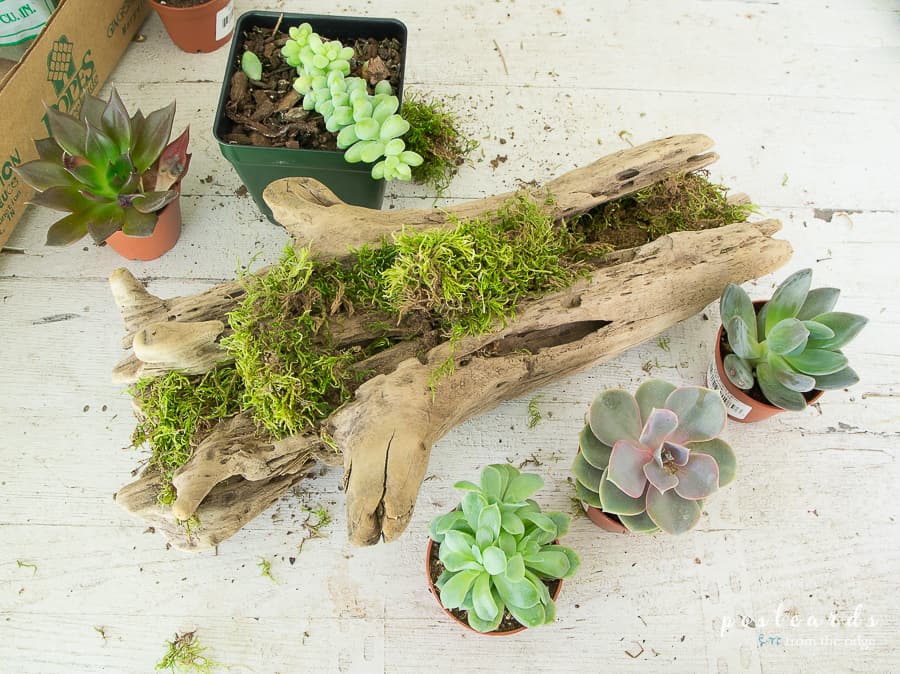 succulents and driftwood planter with moss