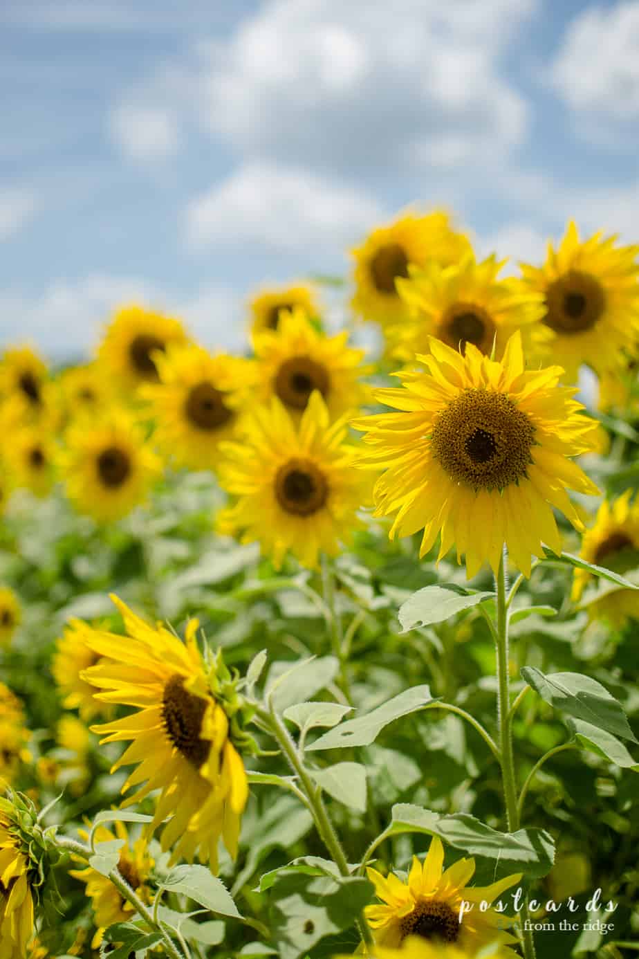 Knoxville sunflower field