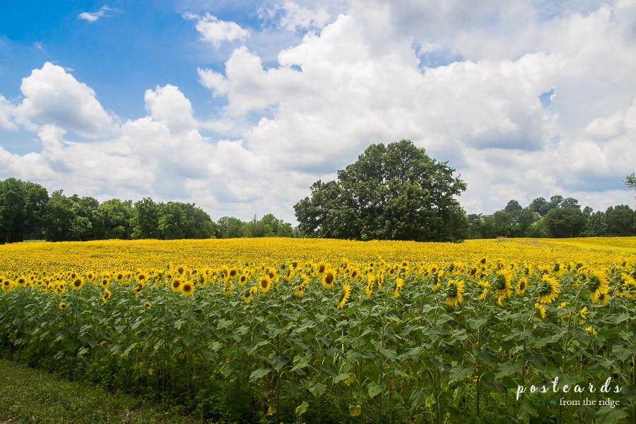 Dreamy Sunflower Fields at Knoxville's Forks of the River Wildlife