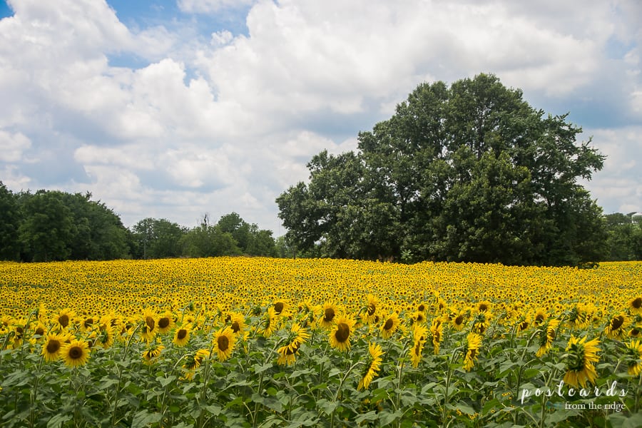 Dreamy Sunflower Fields at Knoxville's Forks of the River Wildlife