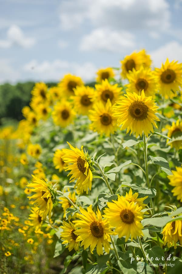 Dreamy Sunflower Fields at Knoxville’s Forks of the River Wildlife Management Area