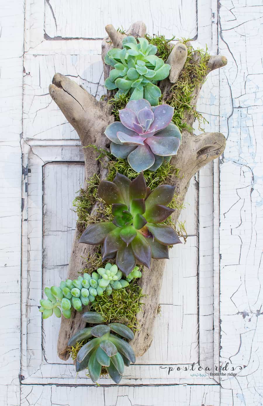 driftwood planter with succulents