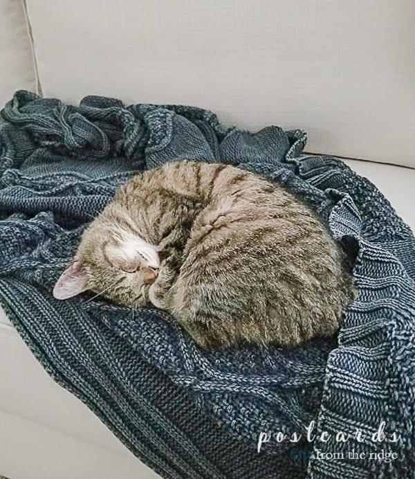 sleeping kitty on stonewashed blue throw blanket