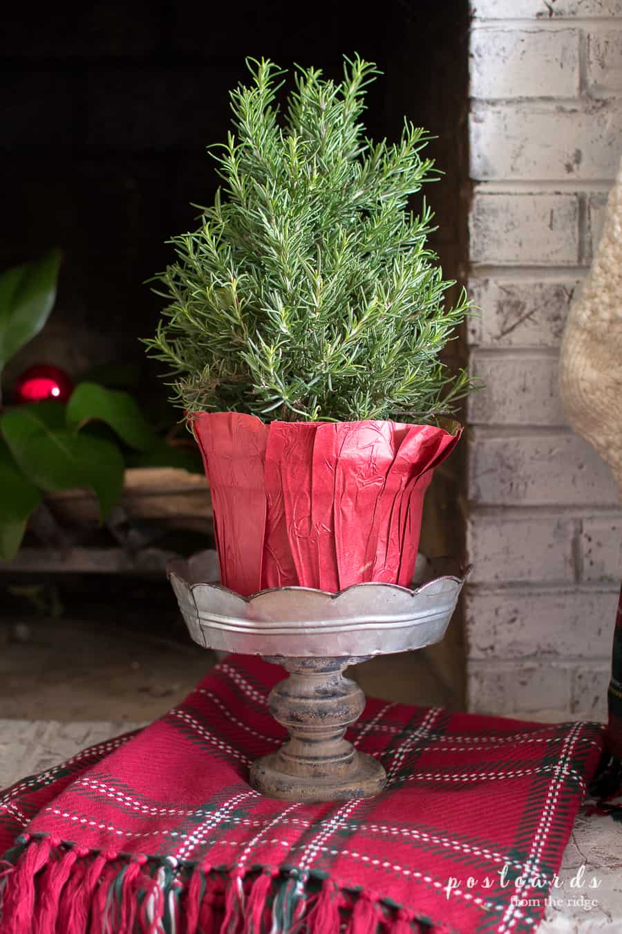 rosemary tree on a pedestal and plaid blanket