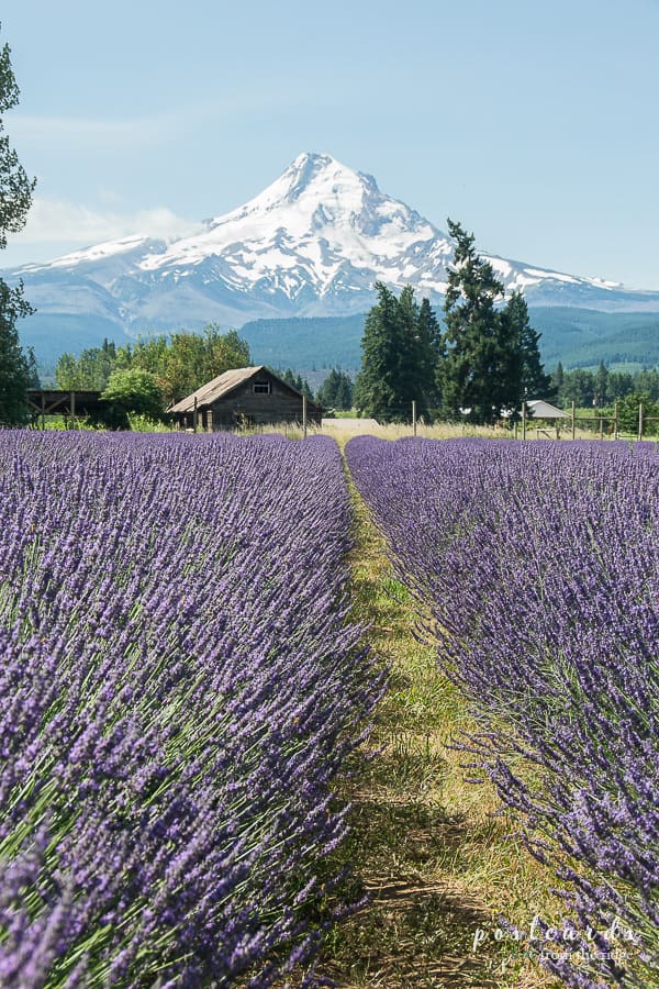 lavender fields with Mt. Hood in the background