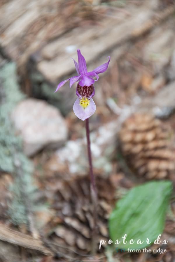 fairy orchid at Grand Tetons National Park