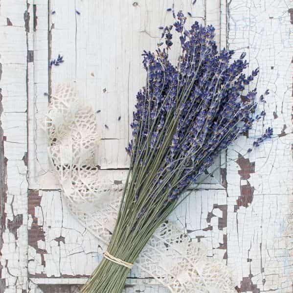 dried French lavender bundle