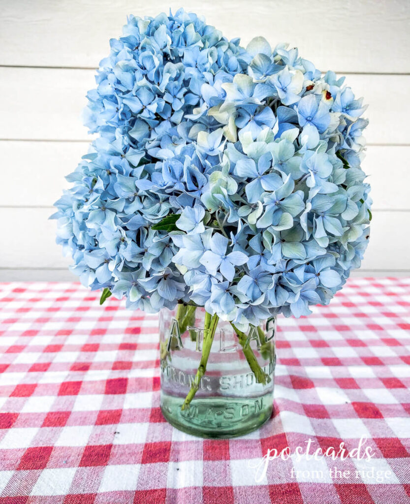 blue hydrangeas in vintage blue mason jar on red and white tablecloth