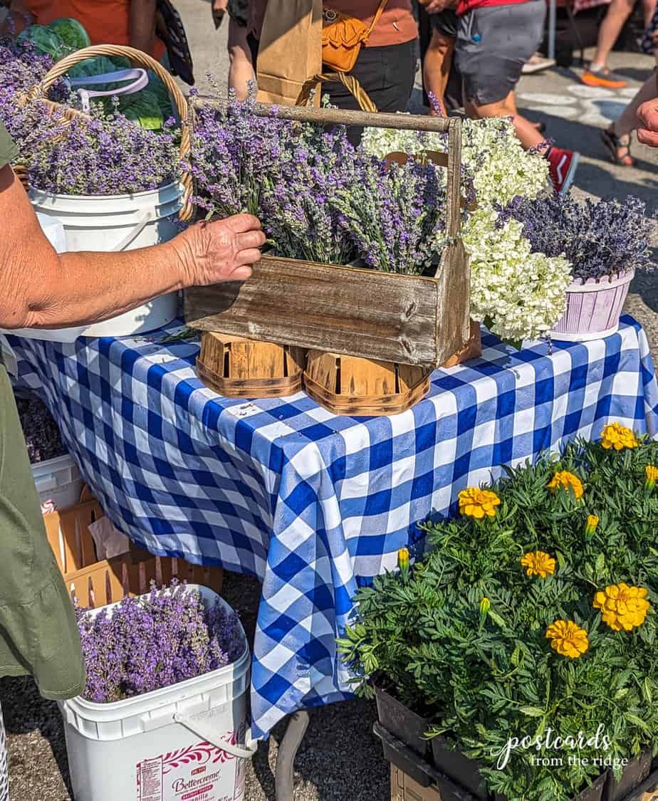 lavender and flowers at lavender festival