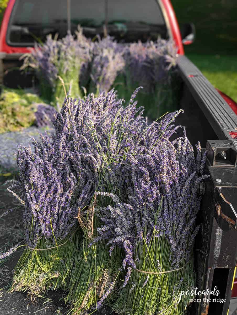 Great Lakes Lavender Farm Dried Lavender Bundle