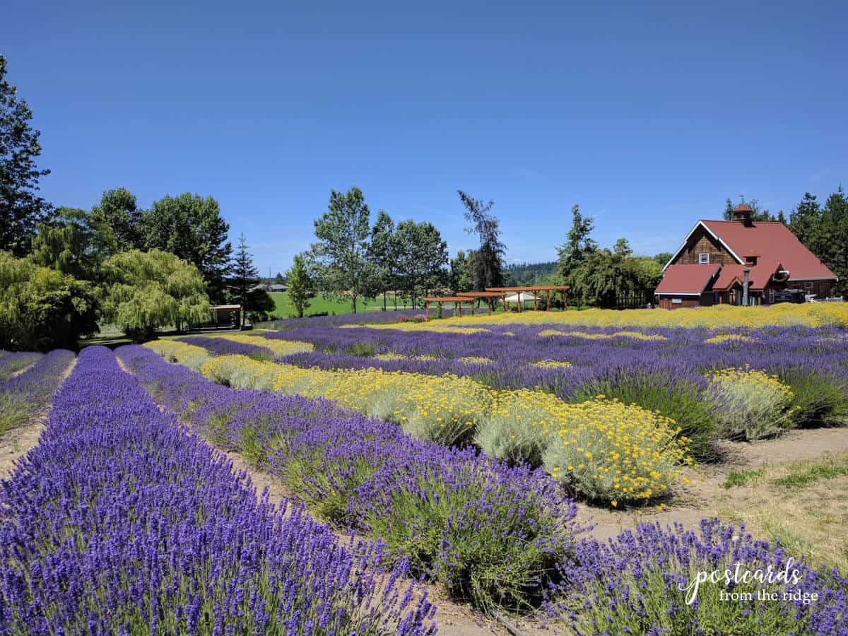 lavender farm in Sequim, Washington