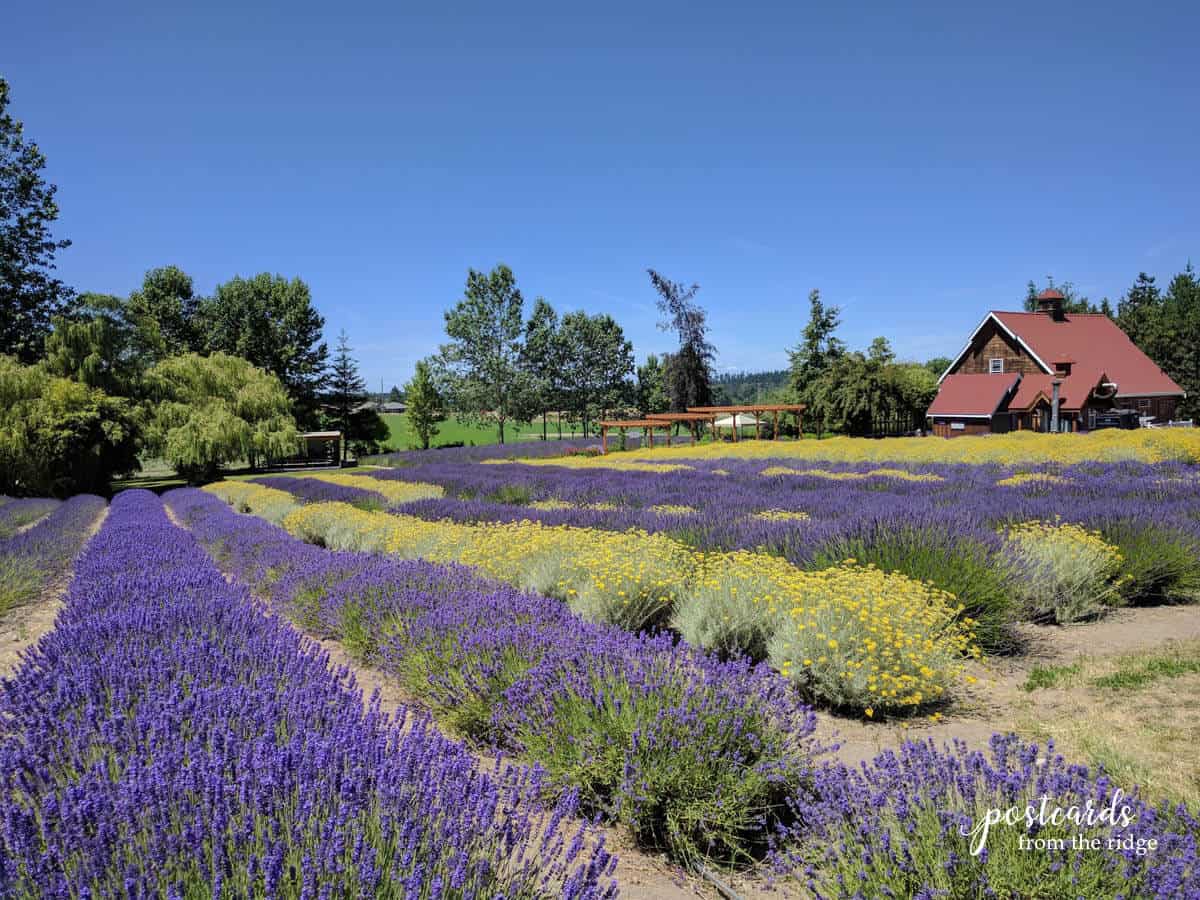 A Visit to the Lavender Festival in Oak Ridge - Postcards from the Ridge